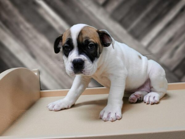 Olde Bulldog-DOG-Female-WH/RED-24219-Petland Racine, Wisconsin