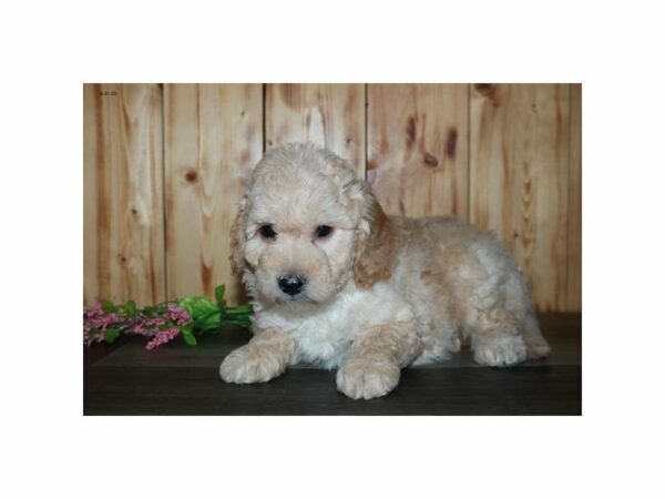 Goldendoodle Mini 2nd Gen-DOG-Male-Buff-15560-Petland Racine, Wisconsin