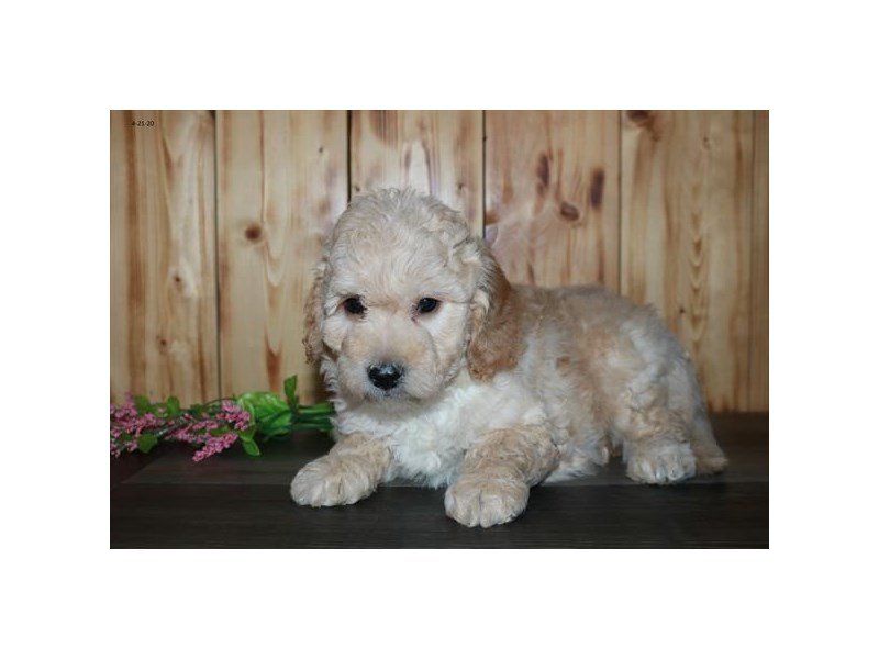 Buff goldendoodle store
