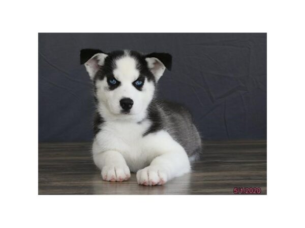 Siberian Husky-DOG-Female-Black / White-15559-Petland Racine, Wisconsin