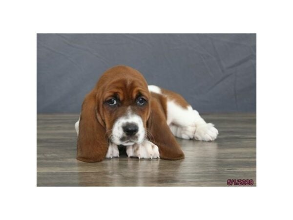 Basset Hound DOG Female Red / White 15558 Petland Racine, Wisconsin