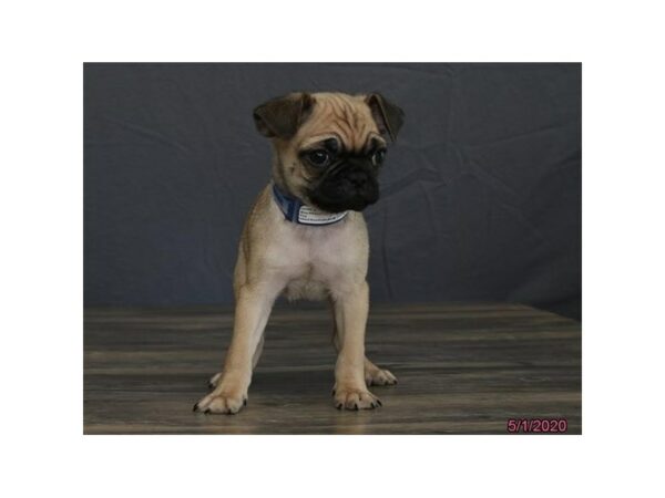 Pug-DOG-Male-Fawn-15556-Petland Racine, Wisconsin