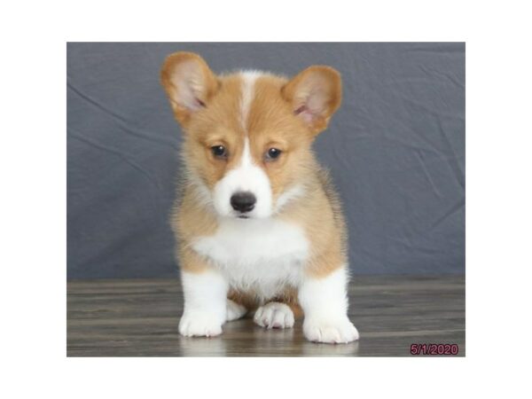 Pembroke Welsh Corgi-DOG-Male-Red / White-15557-Petland Racine, Wisconsin