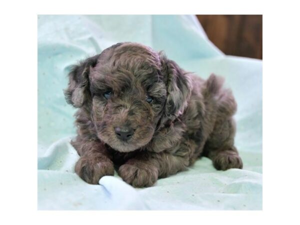 Poodle-DOG-Male-Blue Merle-15555-Petland Racine, Wisconsin