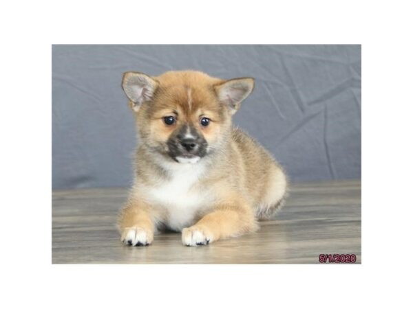 Pom/Shiba-DOG-Female-Brown-15564-Petland Racine, Wisconsin