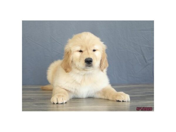 Golden Retriever-DOG-Male-Cream-15562-Petland Racine, Wisconsin