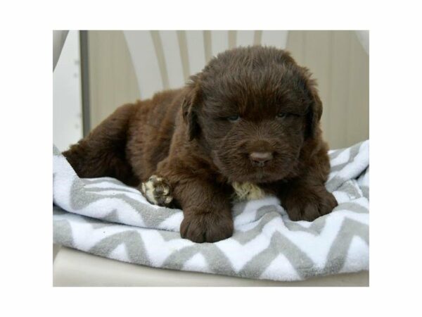 Newfoundland-DOG-Male-Chocolate-15563-Petland Racine, Wisconsin