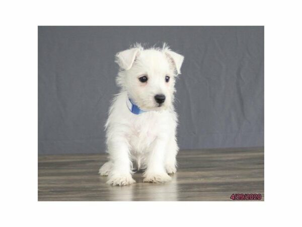 West Highland White Terrier DOG Male White 24228 Petland Racine, Wisconsin