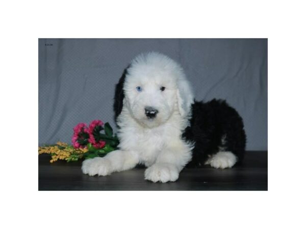 Old English Sheepdog/Poodle-DOG-Male-Black / White-24234-Petland Racine, Wisconsin