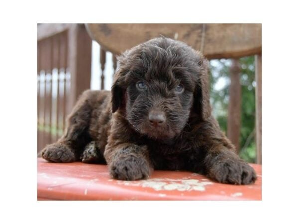 Newfiepoo DOG Male Chocolate 24240 Petland Racine, Wisconsin