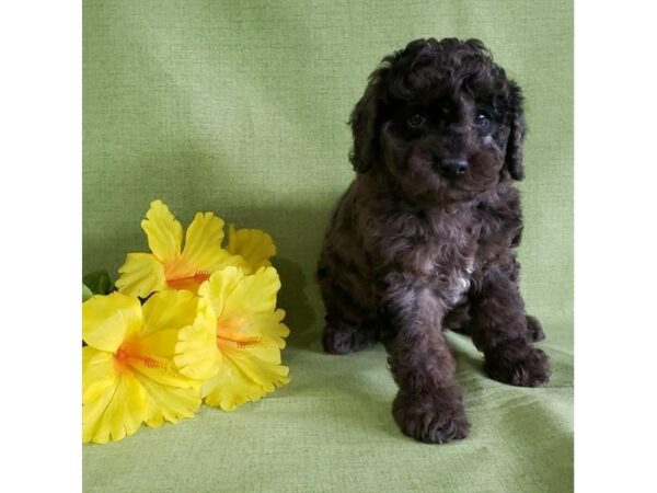 Poodle-DOG-Male-Blue Merle-24237-Petland Racine, Wisconsin