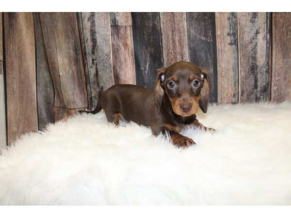 Miniature Dachshund-DOG-Female-Chocolate & Tan-15554-Petland Racine, Wisconsin