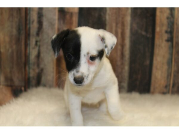 Jack Russel Terrier-DOG-Female-Black/White-15566-Petland Racine, Wisconsin