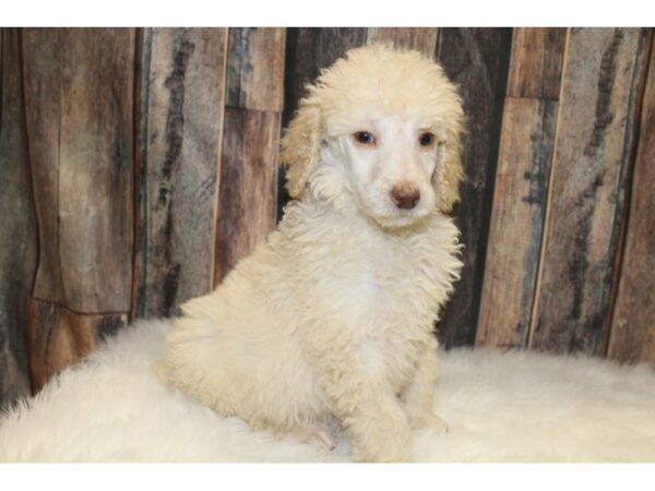 Standard Poodle-DOG-Male-Cream-15567-Petland Racine, Wisconsin