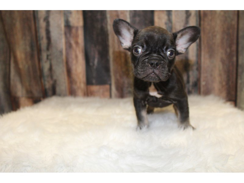 French Bulldog