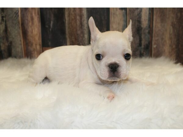 French Bulldog-DOG-Male-White-15571-Petland Racine, Wisconsin