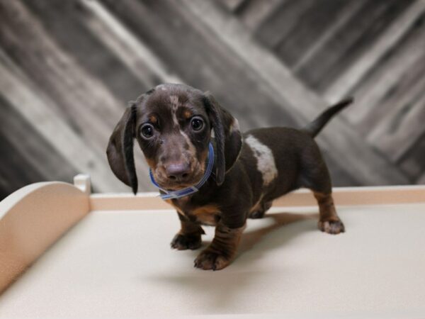 Dachshund-DOG-Male-Chocolate Dapple-24223-Petland Racine, Wisconsin