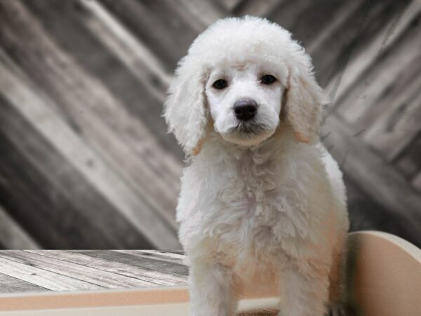 Standard Poodle DOG Female CREAM 24246 Petland Racine, Wisconsin