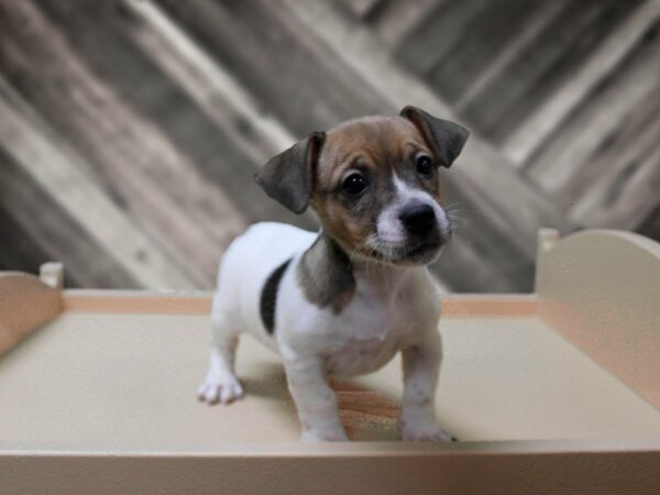 Jack Russell Terrier-DOG-Male-Tri-24241-Petland Racine, Wisconsin
