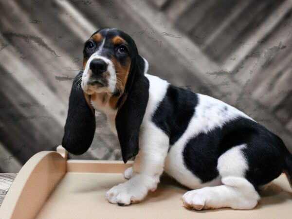 Basset Hound DOG Female Tri-Colored 24227 Petland Racine, Wisconsin