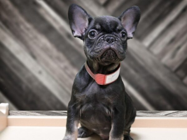 French Bulldog-DOG-Male-CHOC/TAN-24242-Petland Racine, Wisconsin