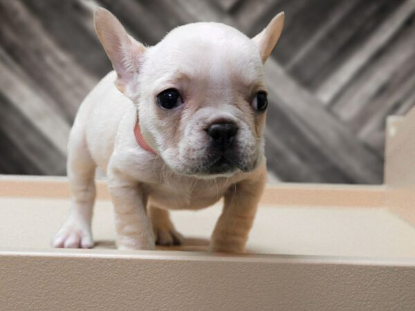 French Bulldog-DOG-Female-Cream-24243-Petland Racine, Wisconsin