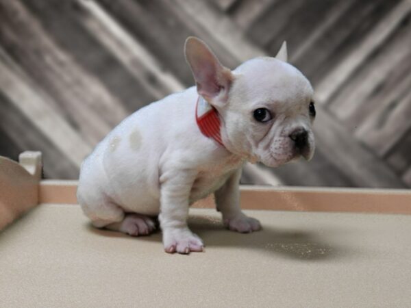 French Bulldog-DOG-Female-HONEY PIED-24244-Petland Racine, Wisconsin