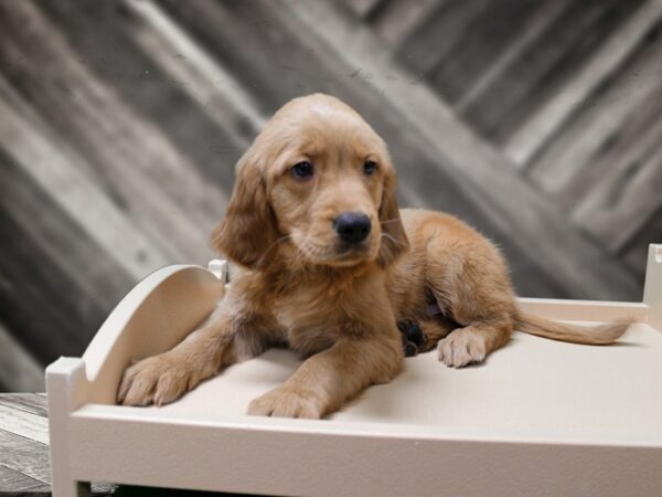 Golden Retriever-DOG-Male-Red-24232-Petland Racine, Wisconsin
