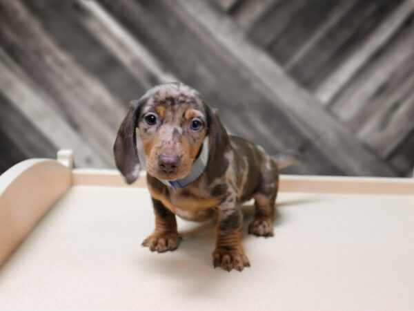 Dachshund-DOG-Male-Chocolate Dapple-24224-Petland Racine, Wisconsin