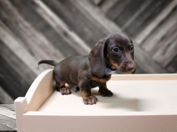 Dachshund-DOG-Male-Chocolate & Tan-24222-Petland Racine, Wisconsin