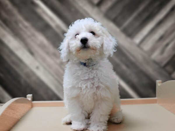 Bichonpoo-DOG-Male-White / Cream-24239-Petland Racine, Wisconsin