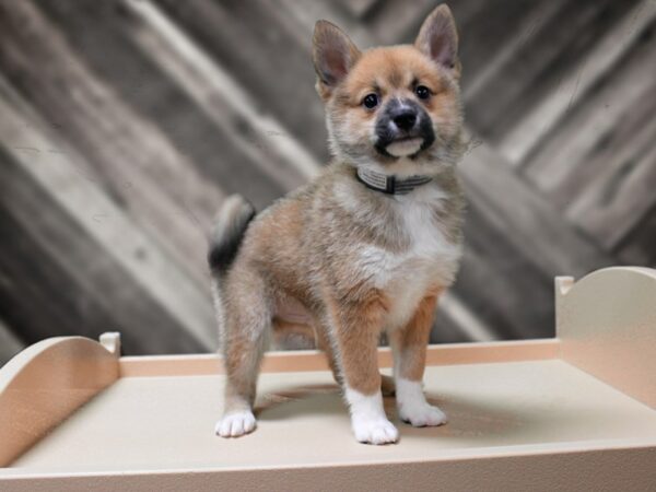 Shiba Pom DOG Male Brown 24235 Petland Racine, Wisconsin