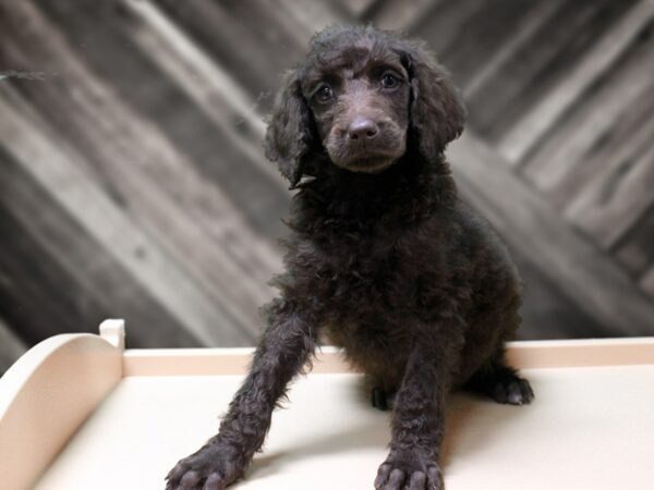 Standard Poodle-DOG-Male-CHOCOLATE-24245-Petland Racine, Wisconsin