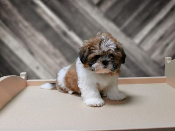 Shih Tzu-DOG-Female-Red / White-24238-Petland Racine, Wisconsin