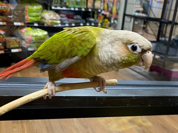 Cinnamon Green Cheek Conure-BIRD-Male-Cinnamon-24247-Petland Racine, Wisconsin