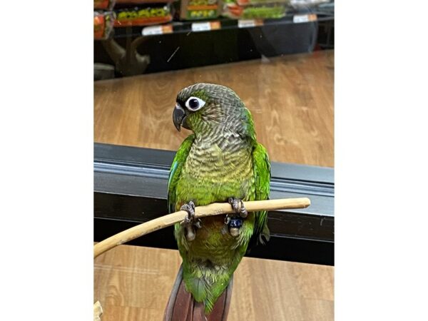 Green Cheek Conure-BIRD-Male-Green Cheek-24250-Petland Racine, Wisconsin