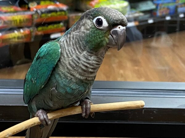 Turquoise Green Cheek Conure-BIRD-Male-Turquoise-24252-Petland Racine, Wisconsin