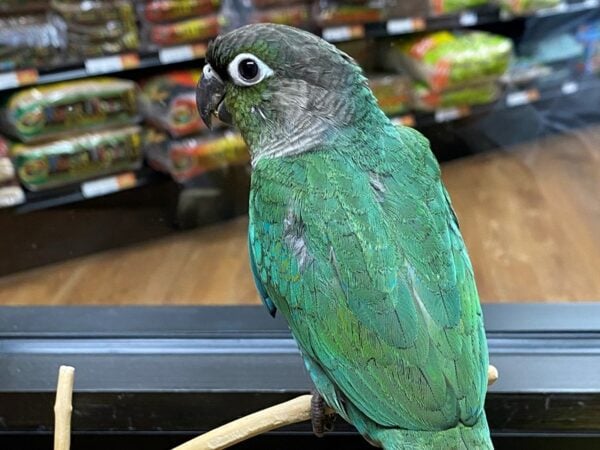 Turquoise Green Cheek Conure-BIRD-Male-Turquoise-24249-Petland Racine, Wisconsin