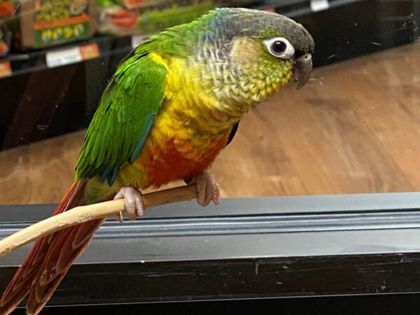 Yellow Sided Green Cheek Conure-BIRD-Male-Yellow Sided-24248-Petland Racine, Wisconsin