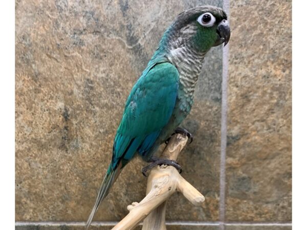 Turquoise Green Cheek Conure-BIRD-Male-Turquoise-15574-Petland Racine, Wisconsin