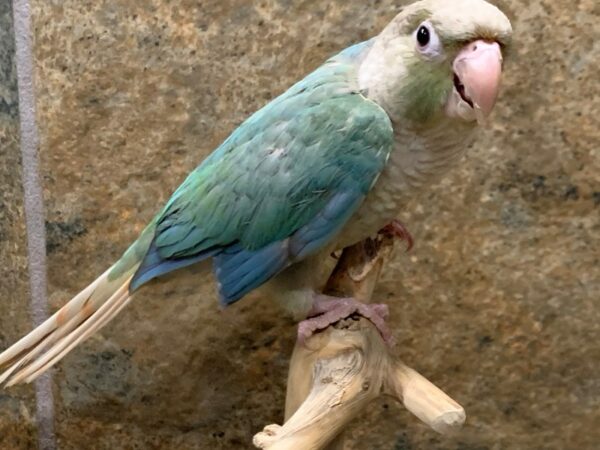 CINNAMON TURQUOISE GREEN CHEEK CONURE-BIRD-Male-Cinnamon Turquoise-15573-Petland Racine, Wisconsin