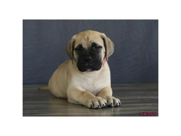 Bullmastiff DOG Female Fawn/Black Mask 15583 Petland Racine, Wisconsin