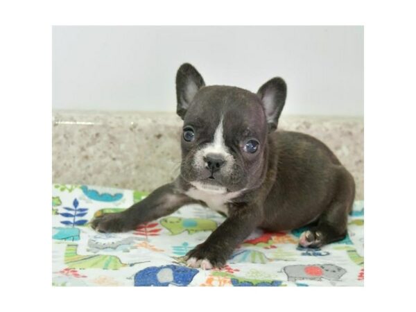 French Bulldog-DOG-Male-Black Brindle-15580-Petland Racine, Wisconsin