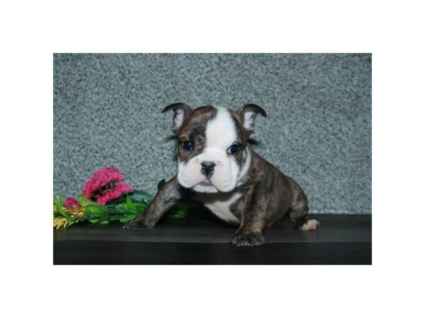 Bulldog DOG Female Brindle / White 15585 Petland Racine, Wisconsin