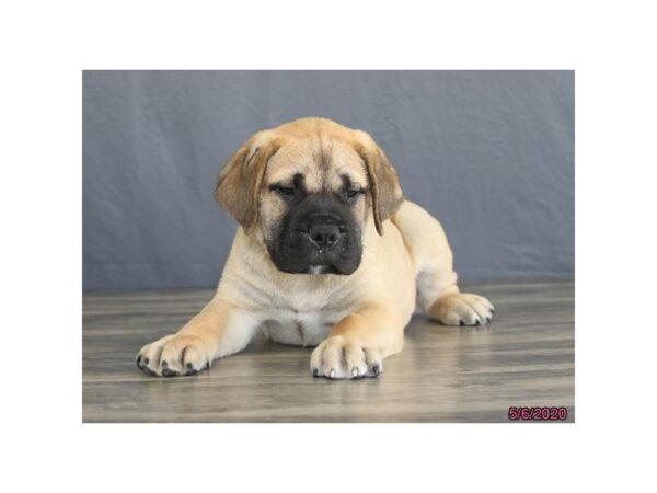 Bullmastiff-DOG-Male-Red Fawn-24254-Petland Racine, Wisconsin