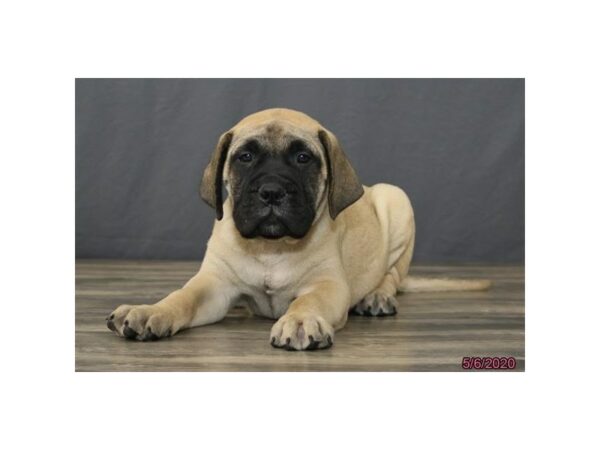 Bullmastiff DOG Male Fawn 24253 Petland Racine, Wisconsin