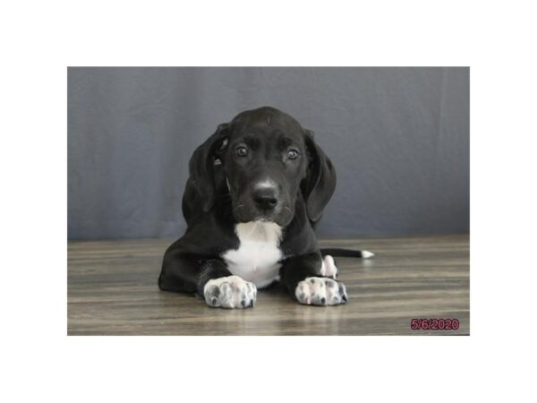 Great Dane DOG Female Black 24258 Petland Racine, Wisconsin