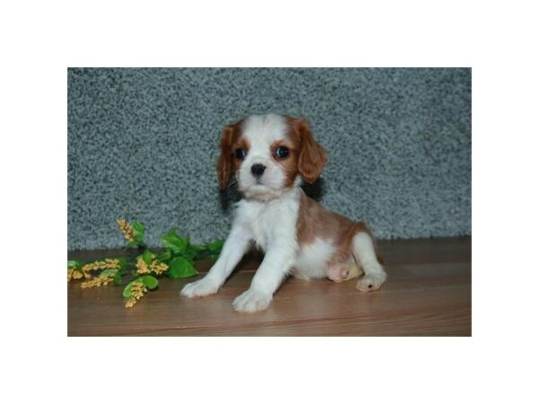 Cavalier King Charles Spaniel-DOG-Female-Blenheim-24260-Petland Racine, Wisconsin