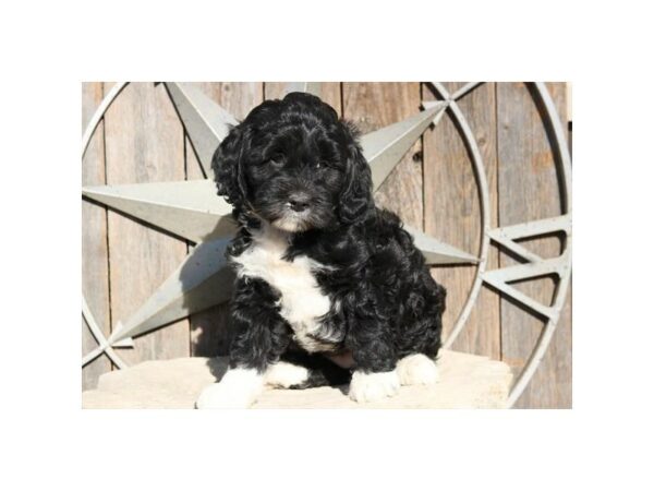 Mini Goldendoodle DOG Female Black 24259 Petland Racine, Wisconsin