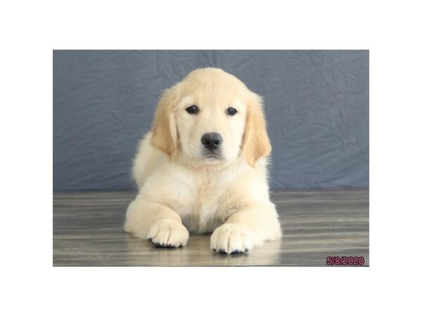 Golden Retriever-DOG-Female-Cream-15587-Petland Racine, Wisconsin